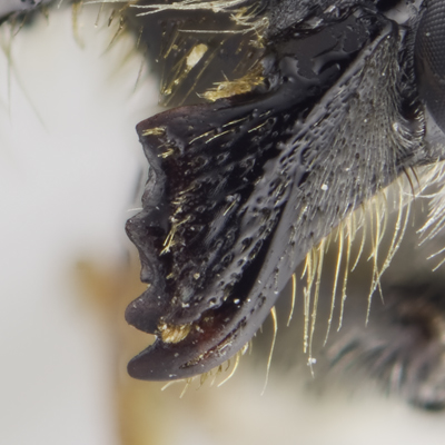 Megachile lippiae Female Mandible