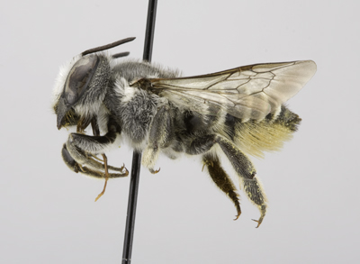 Megachile lippiae Female