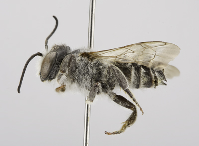 Megachile lippiae Male