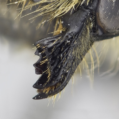 Megachile centuncularis Female Mandible