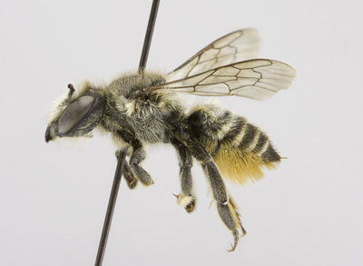 Megachile centuncularis Female