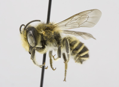 Megachile centuncularis Male