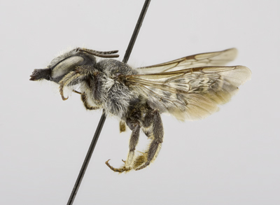 Megachile montivaga Female