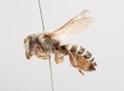 Megachile anograe Female