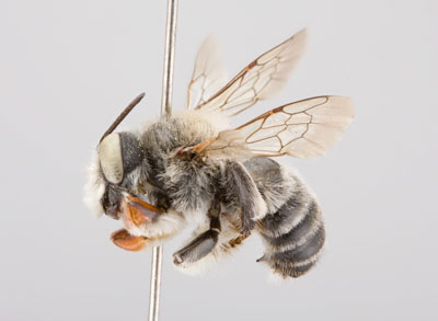 Megachile anograe Male