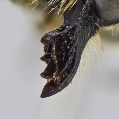 Megachile manifesta Female Mandible