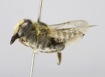 Megachile manifesta Female