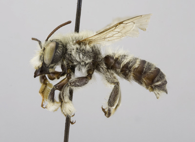 Megachile manifesta Male