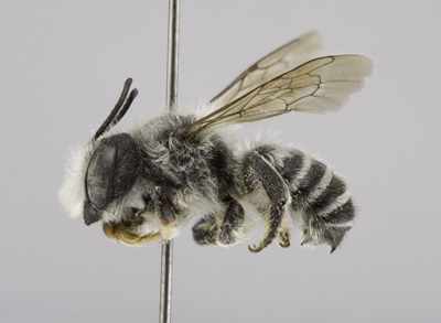 Megachile sublaurita Male