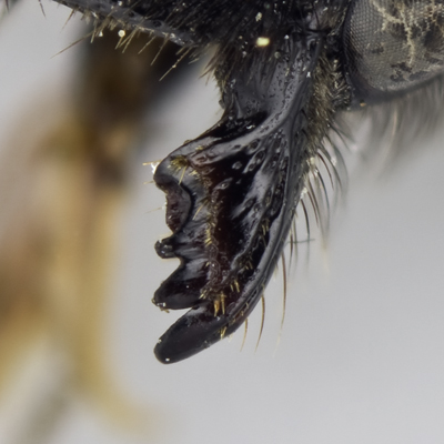 Megachile subnigra Female Mandible