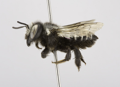 Megachile subnigra Female