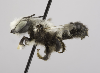 Megachile subnigra Male