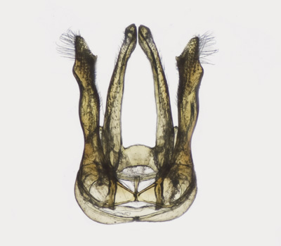 Megachile umatillensis  Male Genitalia