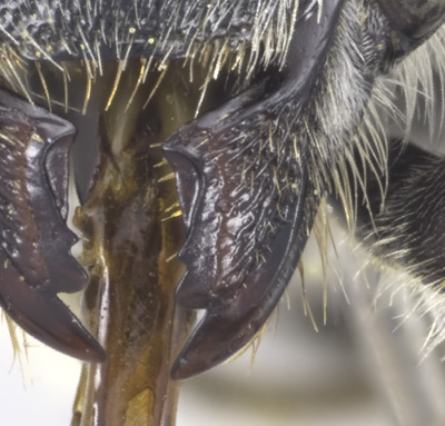 Megachile umatillensis Female Mandible