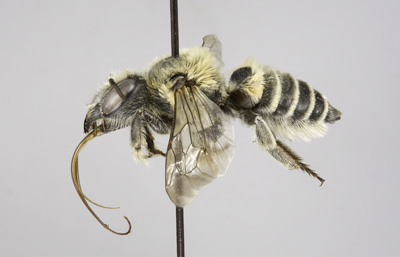 Megachile umatillensis Female