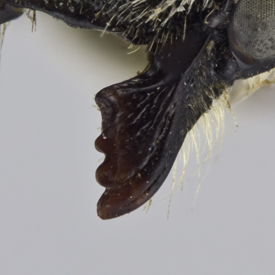 Megachile wheeleri Female Mandible