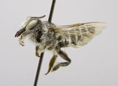 Megachile wheeleri Female