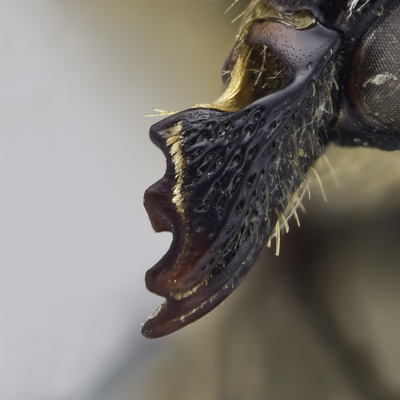 Megachile mellitarsis Female Mandible