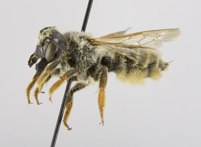 Megachile mellitarsis Female