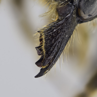 Megachile pugnata Female Mandible