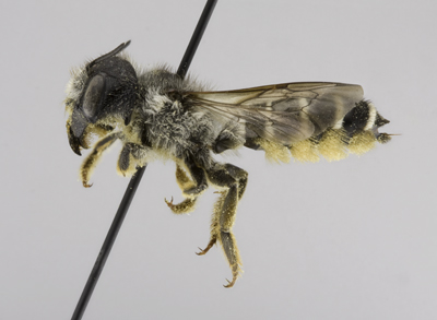 Megachile pugnata Female