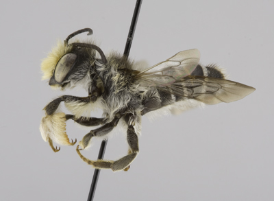 Megachile pugnata Male