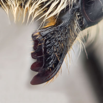 Megachile addenda Female Mandible