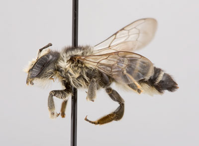 Megachile addenda Female