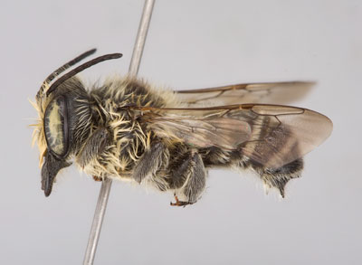 Megachile addenda Male