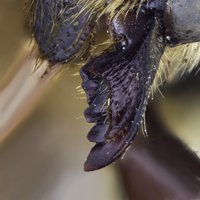 Megachile fortis Female Mandible