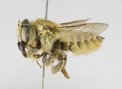 Megachile fortis Female