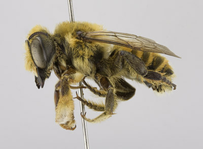 Megachile fortis Male