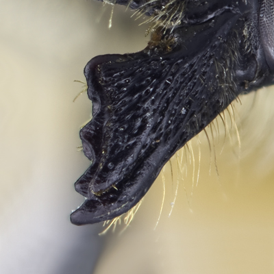 Megachile frigida Female Mandible