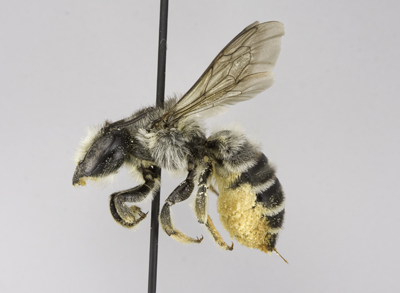 Megachile frigida Female
