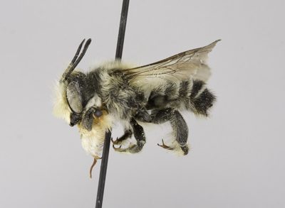 Megachile frigida Male