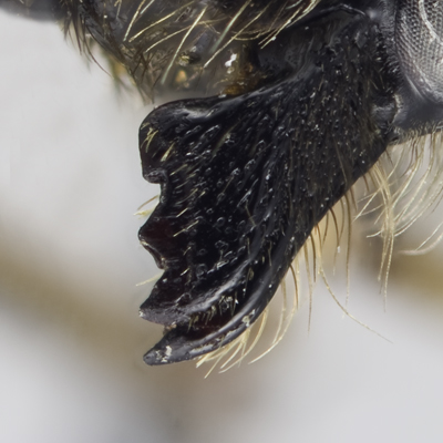 Megachile gemula Female Mandible