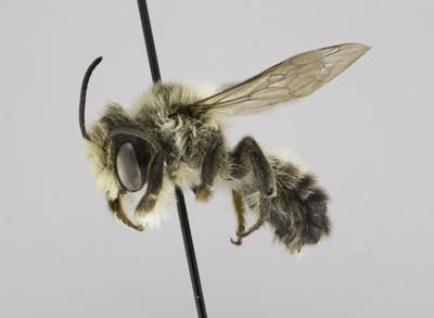 Megachile gemula Male