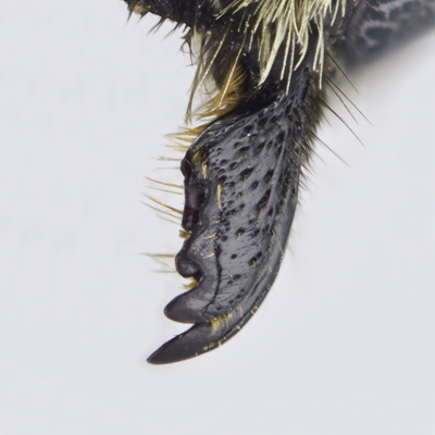 Megachile melanophaea Female Mandible