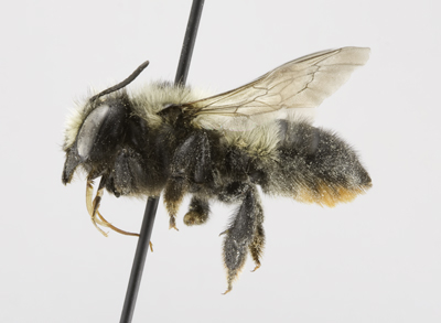 Megachile melanophaea Female