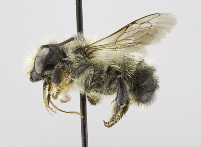Megachile melanophaea Male
