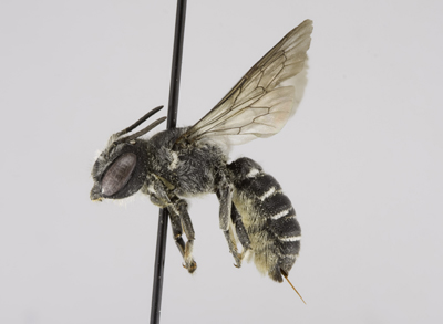 Megachile campanulae Female