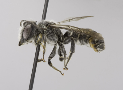 Megachile campanulae Male