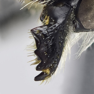 Megachile brevis Female Mandible
