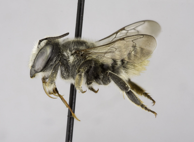 Megachile brevis Female