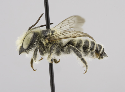 Megachile brevis Male