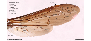 Wing cells