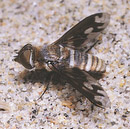 Exprosopa fascipennis