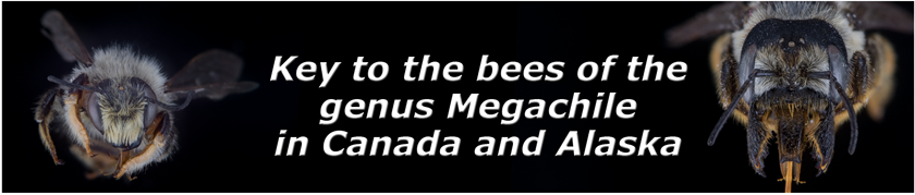 Key to the bees of the genus Megachile in Canada