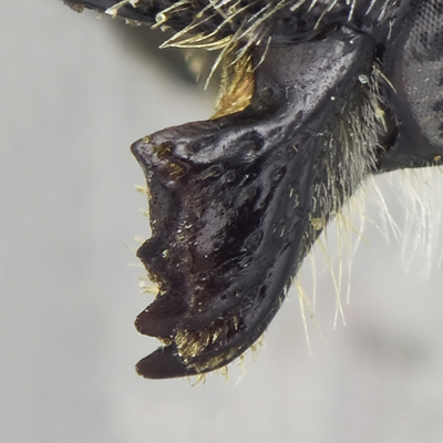 Megachile onobrychidis Female Mandible