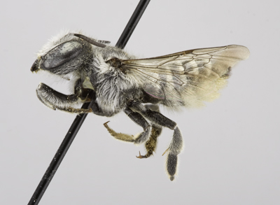 Megachile onobrychidis Female